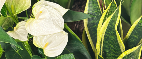 In the spotlights | Office Lovers | Waterdrinker Aalsmeer