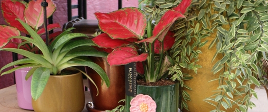 Trend Soul of Autumn | Waterdrinker Aalsmeer