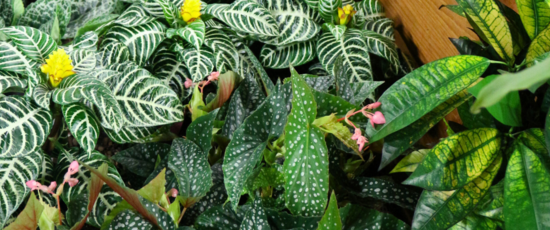 In the spotlights - Eye-Catchers | Waterdrinker Aalsmeer