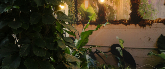 Green Harmony | Waterdrinker Aalsmeer