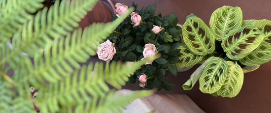 Soft Spring | Waterdrinker Aalsmeer