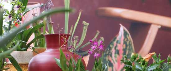 Summer Fling | Waterdrinker Aalsmeer