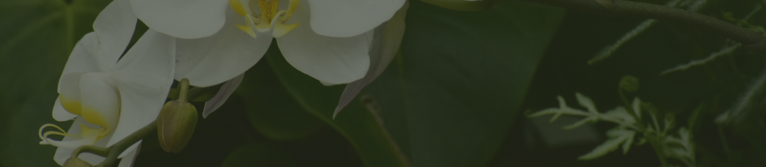 Care & Inspiration | Waterdrinker Aalsmeer