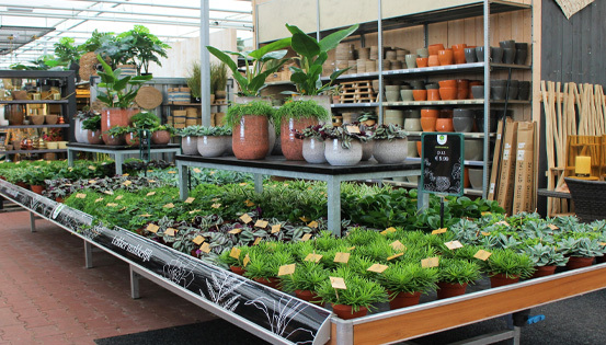 Waterdrinker (groothandel): planten en bloemen voor uw tuincentrum